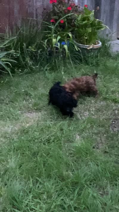 Mia, a female Poodle - Toy  for sale in Sacramento, CA – 4 of 6