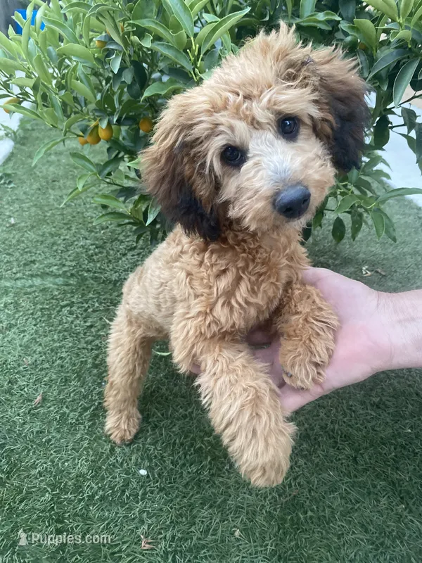 Cocoa – Poodle - Toy  puppy for sale in Sacramento, CA