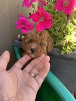 Mia , a female Poodle - Toy  for sale in Sacramento, CA – 1 of 4