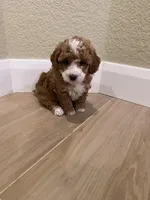 Lola, a female Poodle - Toy  for sale in Sacramento, CA – Photo 2 of 5