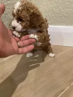 Lola, a female Poodle - Toy  for sale in Sacramento, CA – Photo 4 of 5