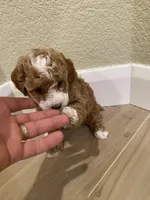 Lola, a female Poodle - Toy  for sale in Sacramento, CA – Photo 5 of 5