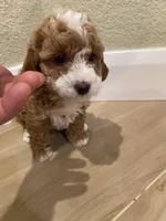 Lola, a female Poodle - Toy  for sale in Sacramento, CA – Photo 3 of 5