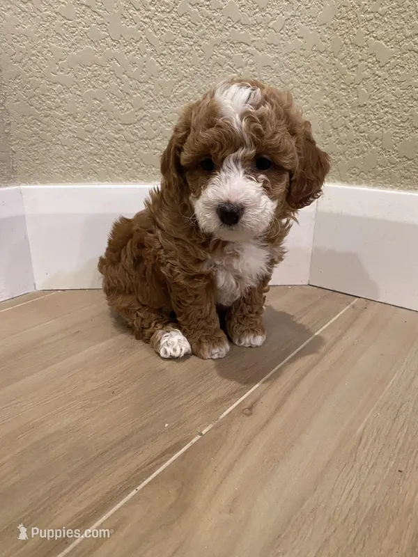 Lola – Poodle - Toy  puppy for sale in Sacramento, CA
