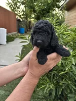 Bentley / Karamyshka, a male Poodle - Toy  for sale in Sacramento, CA – 3 of 4