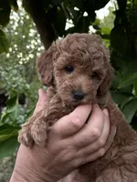 Mia, a female Poodle - Toy  for sale in Sacramento, CA – 2 of 4