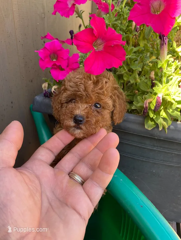 Lily – Poodle - Toy  puppy for sale in Sacramento, CA