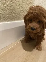 Bobby, a male Poodle - Toy  for sale in Sacramento, CA – Photo 5 of 5