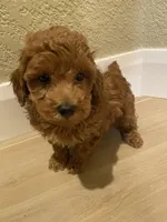 Bobby, a male Poodle - Toy  for sale in Sacramento, CA – Photo 3 of 5