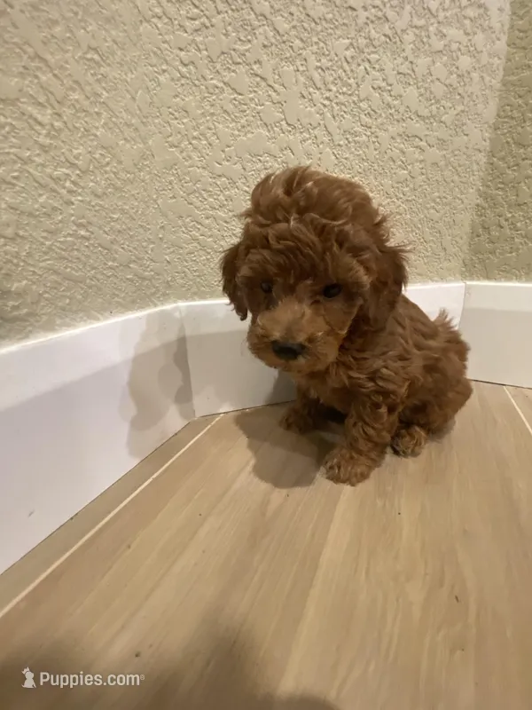 Bobby – Poodle - Toy  puppy for sale in Sacramento, CA