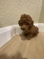 Bobby, a male Poodle - Toy  for sale in Sacramento, CA – Photo 1 of 5