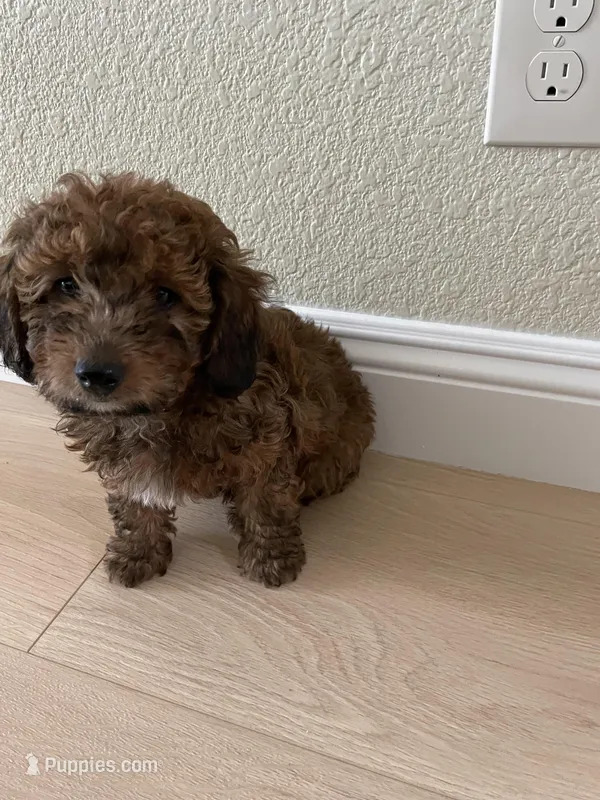 Cocoa – Poodle - Toy  puppy for sale in Sacramento, CA
