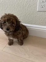 Cocoa, a male Poodle - Toy  for sale in Sacramento, CA – Photo 4 of 4