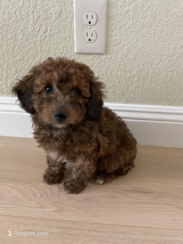 Cocoa – Poodle - Toy  puppy for sale in Sacramento, CA