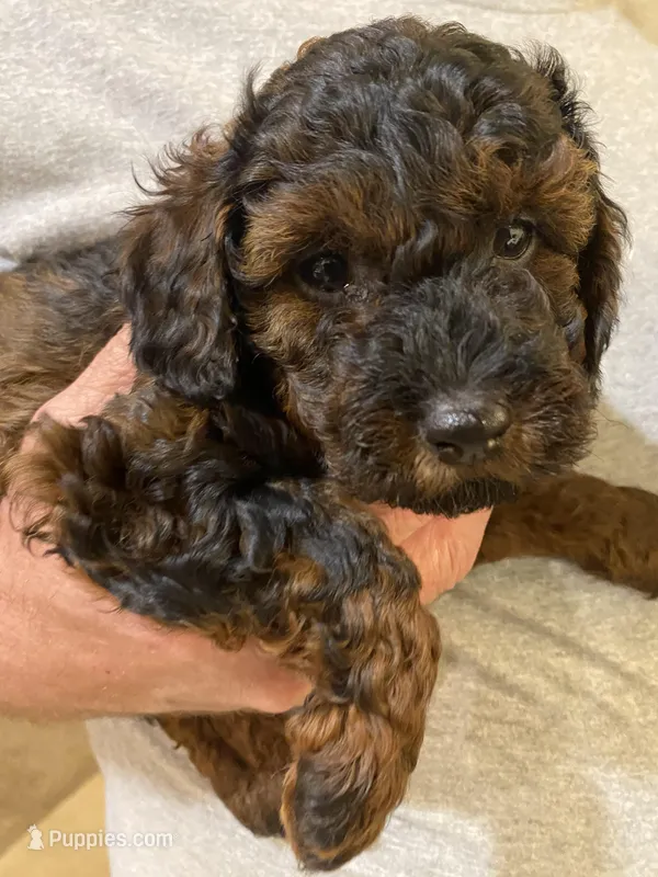 Gina – Poodle - Toy  puppy for sale in Sacramento, CA