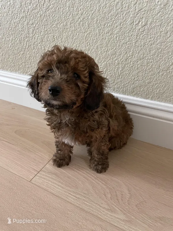 Cocoa, a male Poodle - Toy  for sale in Sacramento, CA – Photo 1 of 4