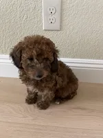 Cocoa, a male Poodle - Toy  for sale in Sacramento, CA – Photo 3 of 4