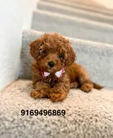 Romeo, a male Poodle - Toy  for sale in Sacramento, CA – 4 of 4
