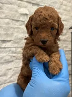 Romeo, a male Poodle - Toy  for sale in Sacramento, CA – 2 of 4