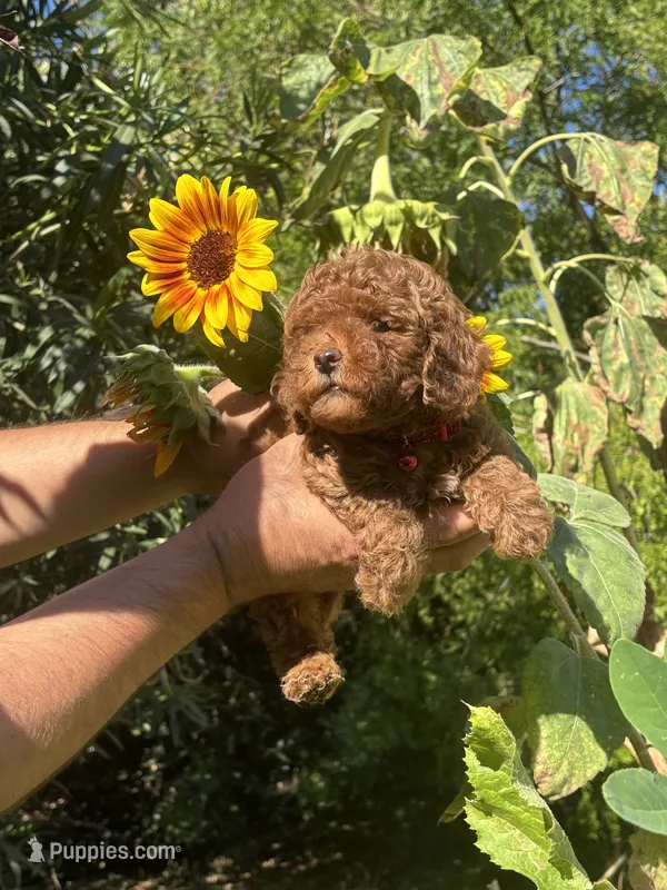 Mia – Poodle - Toy  puppy for sale in Sacramento, CA