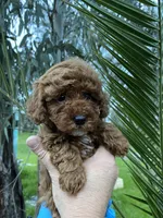 Mia, a female Poodle - Toy  for sale in Sacramento, CA – Photo 5 of 5