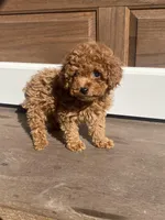 Lyla, a female Poodle - Toy  for sale in Sacramento, CA – Photo 7 of 7