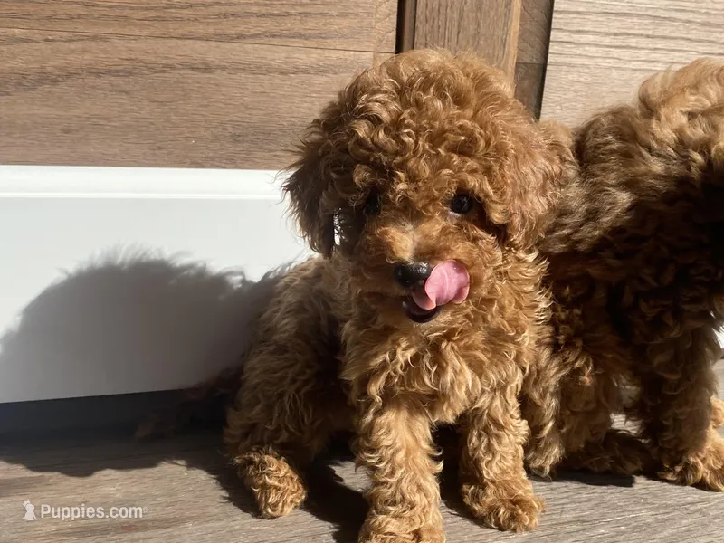 Lyla – Poodle - Toy  puppy for sale in Sacramento, CA