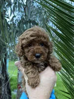 Mia, a female Poodle - Toy  for sale in Sacramento, CA – Photo 3 of 5