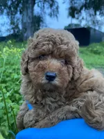 Toy poodle , a female Poodle - Toy  for sale in Sacramento, CA – Photo 2 of 3