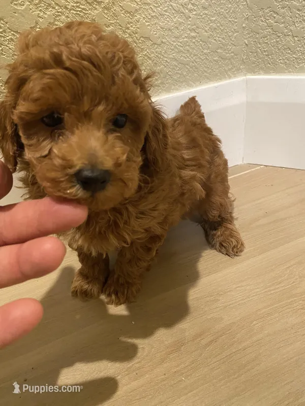 Stella  – Poodle - Toy  puppy for sale in Sacramento, CA