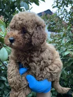 Toy poodle , a female Poodle - Toy  for sale in Sacramento, CA – Photo 3 of 3