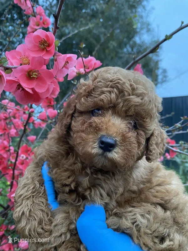 Mia – Poodle - Toy  puppy for sale in Sacramento, CA