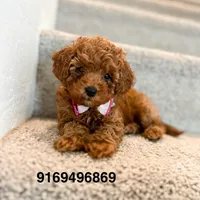 Lyla, a female Poodle - Toy  for sale in Sacramento, CA – Photo 3 of 7