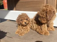 Lyla, a female Poodle - Toy  for sale in Sacramento, CA – Photo 5 of 7