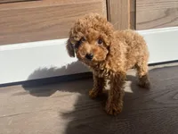 Lyla, a female Poodle - Toy  for sale in Sacramento, CA – Photo 6 of 7