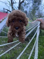 Mia, a female Poodle - Toy  for sale in Sacramento, CA – Photo 2 of 5