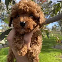 Lyla, a female Poodle - Toy  for sale in Sacramento, CA – Photo 2 of 7