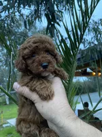 Mia, a female Poodle - Toy  for sale in Sacramento, CA – Photo 4 of 5