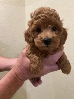 Mima, a female Poodle - Toy  for sale in Sacramento, CA – Photo 2 of 3