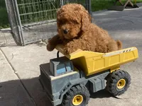 Mia, a female Poodle - Toy  for sale in Sacramento, CA – Photo 5 of 6