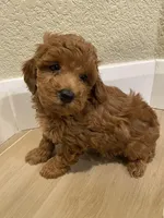 Mima, a female Poodle - Toy  for sale in Sacramento, CA – Photo 3 of 3