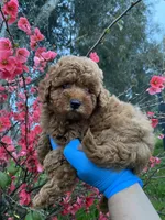 Lily, a female Poodle - Toy  for sale in Sacramento, CA – Photo 3 of 5