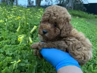 Lily, a female Poodle - Toy  for sale in Sacramento, CA – Photo 2 of 5