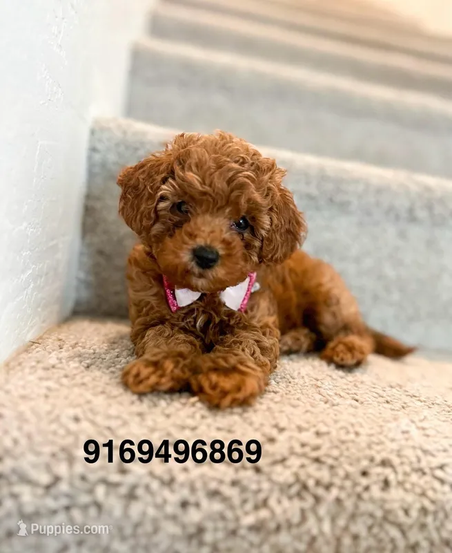 Mima – Poodle - Toy  puppy for sale in Sacramento, CA