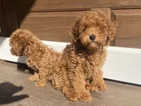 Mia, a female Poodle - Toy  for sale in Sacramento, CA – Photo 6 of 6