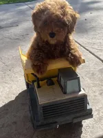 Mia, a female Poodle - Toy  for sale in Sacramento, CA – Photo 4 of 6