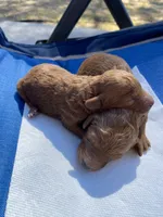 Coco , a female Poodle - Toy  for sale in Sacramento, CA – 3 of 4