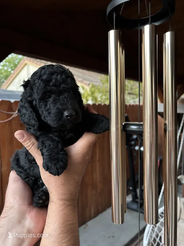 Karamyshka / Bentley  – Poodle - Toy  puppy for sale in Sacramento, CA