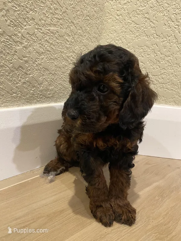 Roxy – Poodle - Toy  puppy for sale in Sacramento, CA