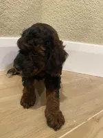 Roxy, a female Poodle - Toy  for sale in Sacramento, CA – Photo 3 of 3